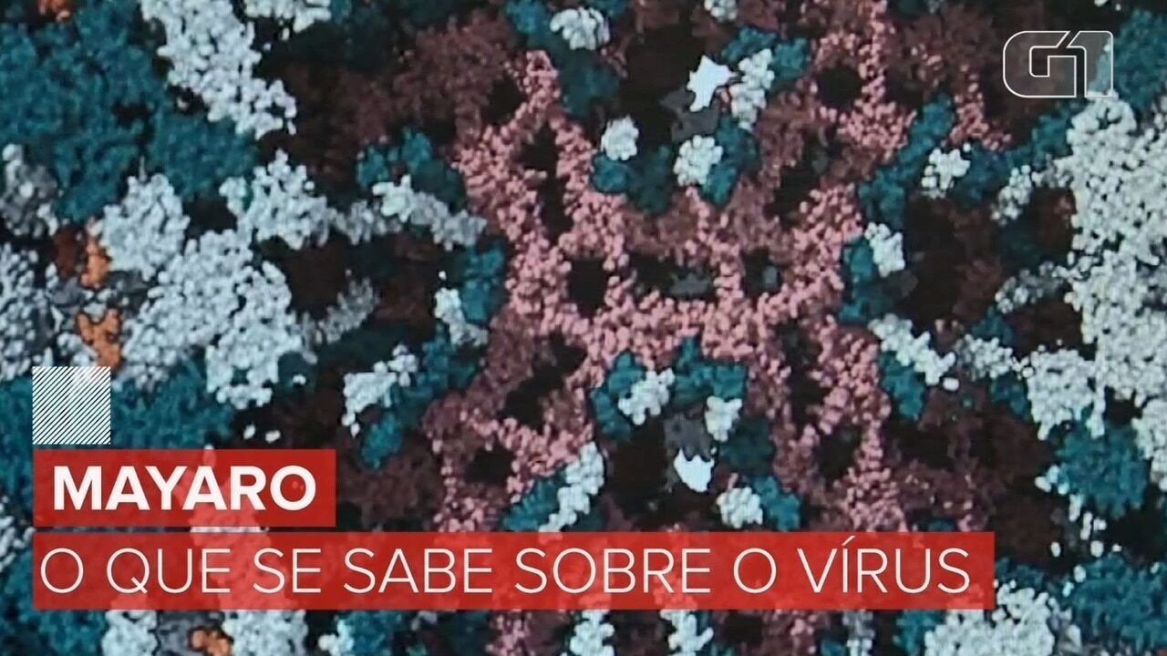 Mayaro e o que mais? Unicamp aponta possível transmissão urbana do vírus em Roraima e vê indícios de novas ameaças