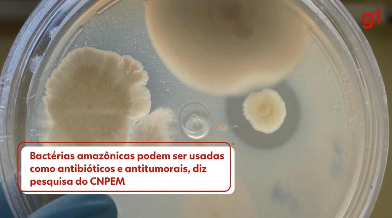 Bactérias amazônicas podem ser usadas como antibióticos e antitumorais, diz pesquisa do CNPEM