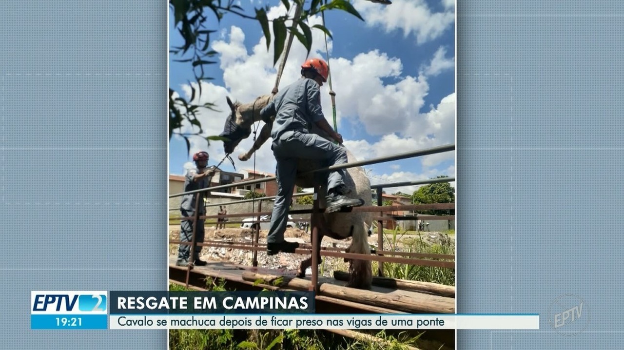 Cavalo se machuca após ficar preso em ponte e é resgatado por bombeiros em Campinas