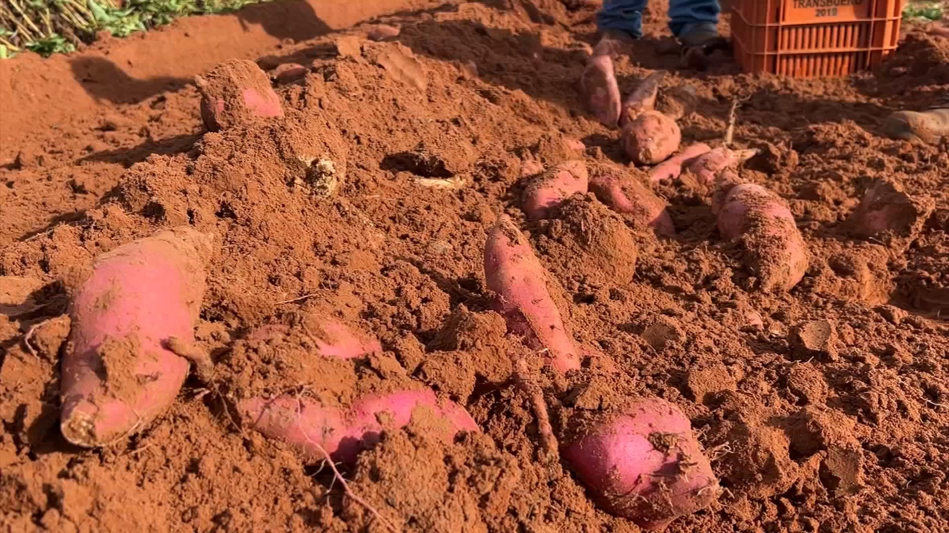 Clima favorece safra da batata-doce