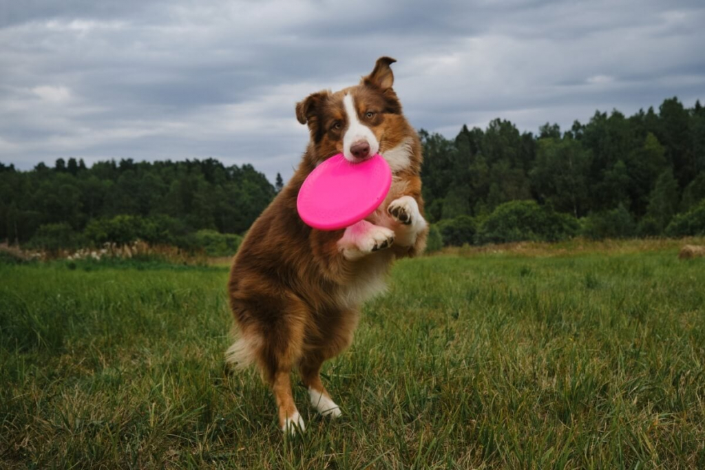 8 brinquedos para acalmar o cachorro 